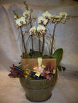 Orchid Phalaenopsis Gift Set - CODE 11993